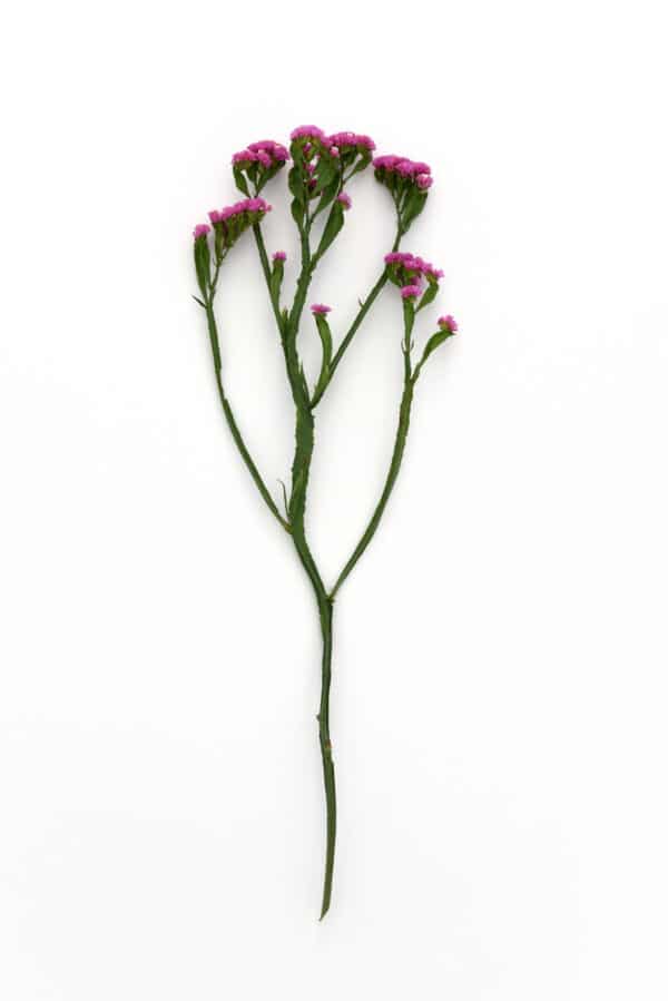 Limonium QIS Rose 2 scaled