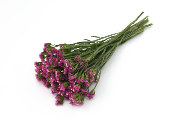 Limonium QIS Rose 3 scaled