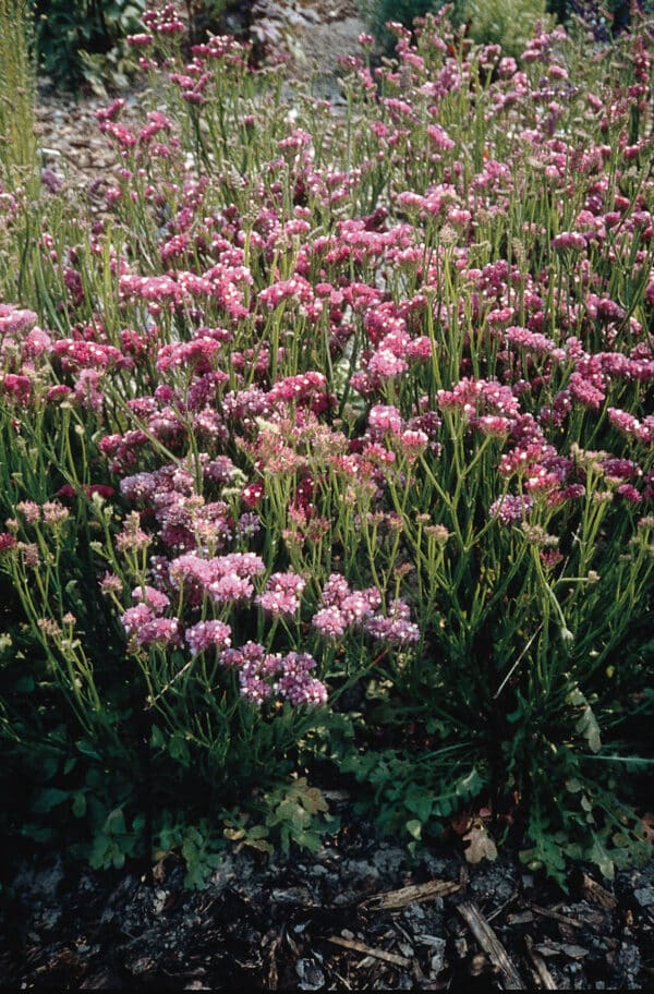 Limonium QIS Rose