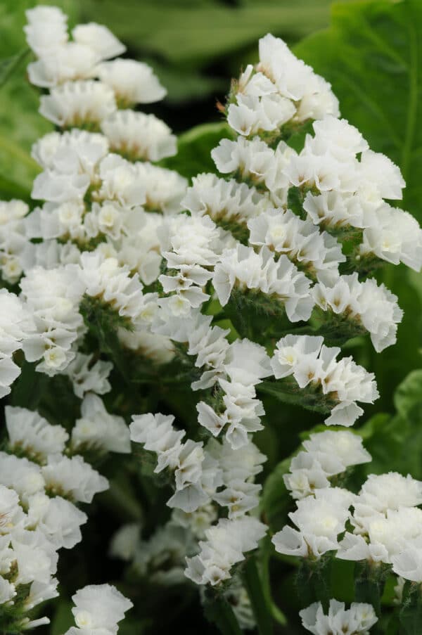 Limonium QIS White 1 scaled