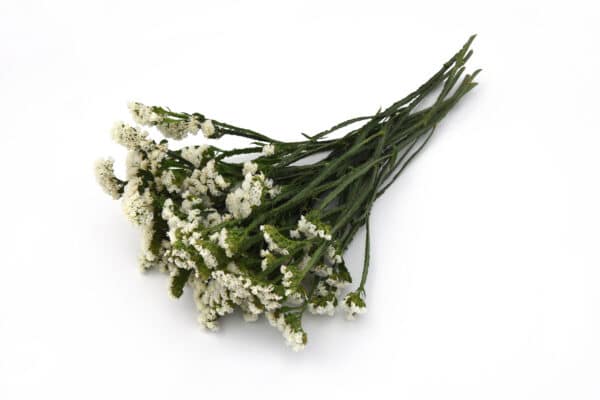 Limonium QIS White 3 scaled