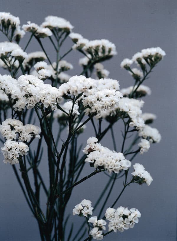 Limonium QIS White