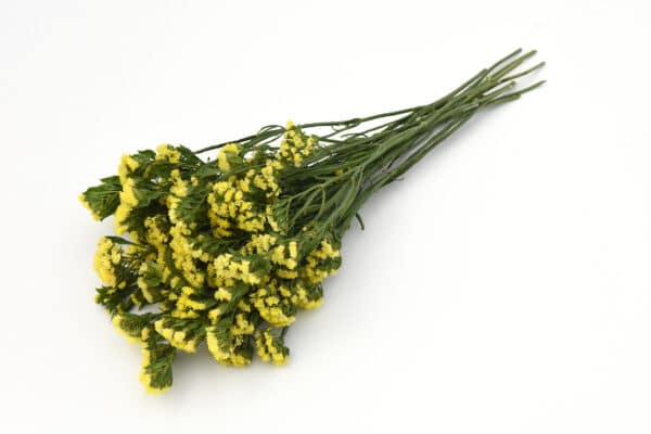 Limonium QIS Yellow 2 scaled