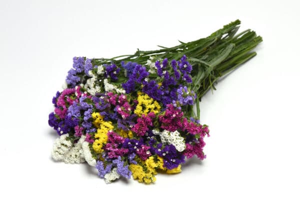 Limonium QIS mixture scaled