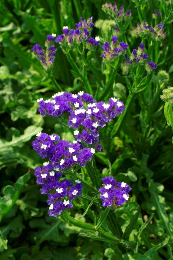 Limonium sinuatum QIS Dark Blue