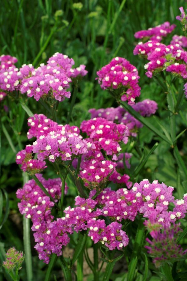 Limonium sinuatum QIS Rose