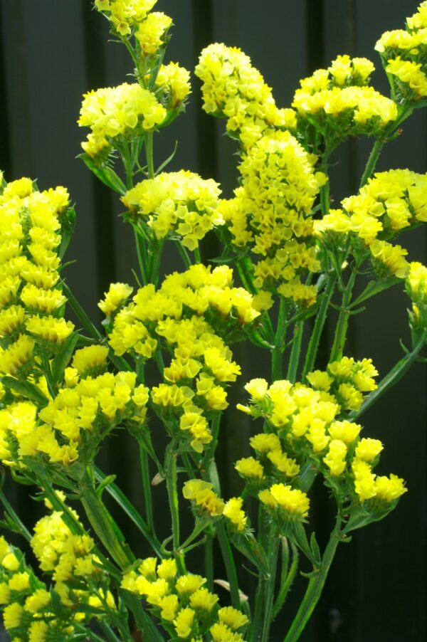 Limonium sinuatum QIS Yellow