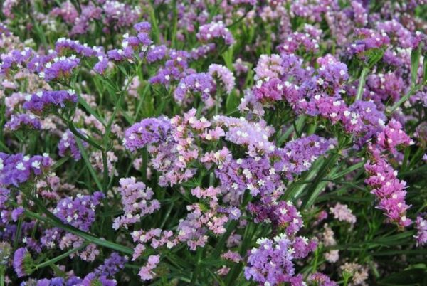 Limonium statice sinuata QIS Soft Pastel Shades