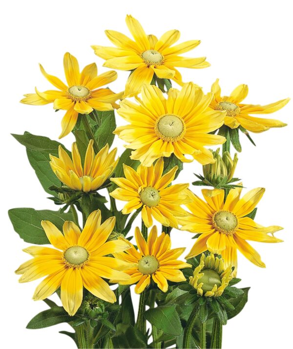 Rudbeckia hirta Prairy Sun