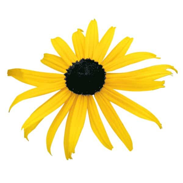 Rudbeckia fulgida Goldsturm 1