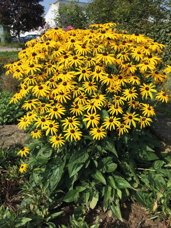 Rudbeckia fulgida Goldsturm 2