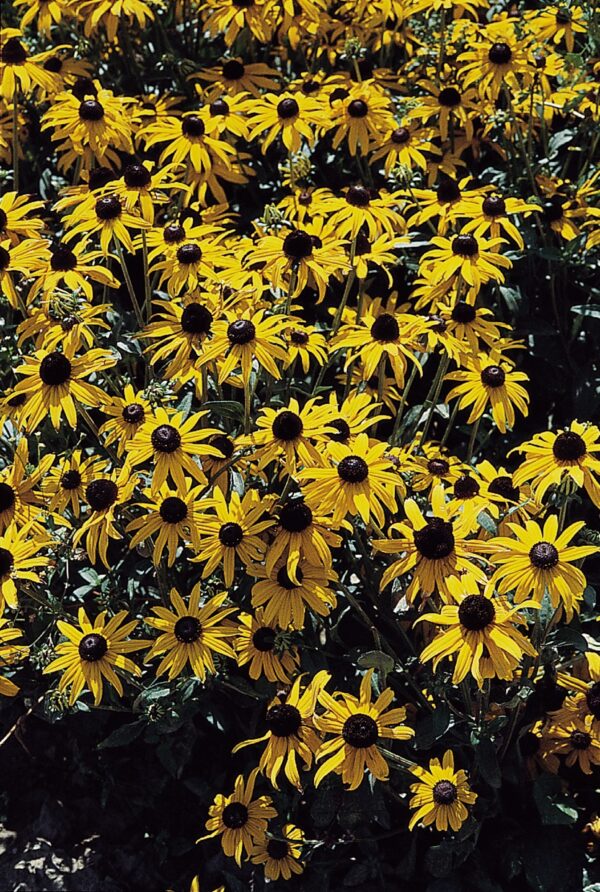 Rudbeckia fulgida Goldsturm 3