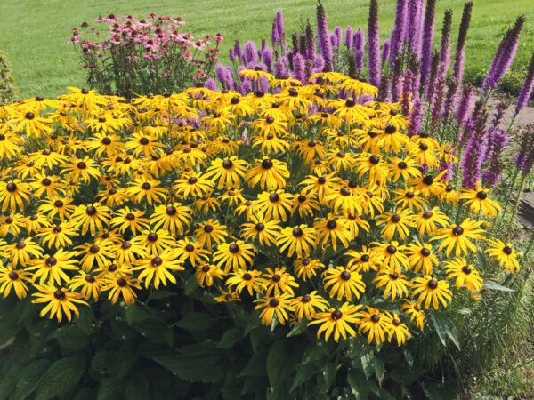 Rudbeckia fulgida Goldsturm 4