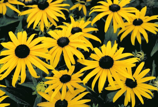 Rudbeckia fulgida Goldsturm