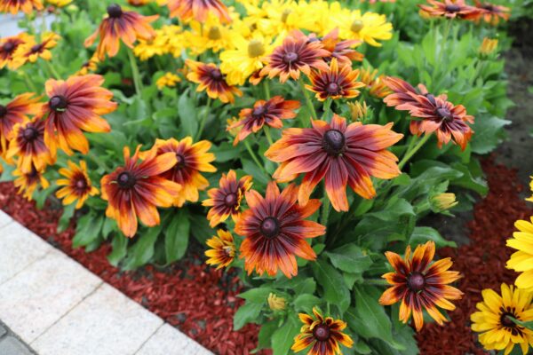 Rudbeckia hirta Autumn Colors - Image 4