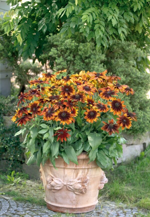 Rudbeckia hirta Autumn Colors - Image 5