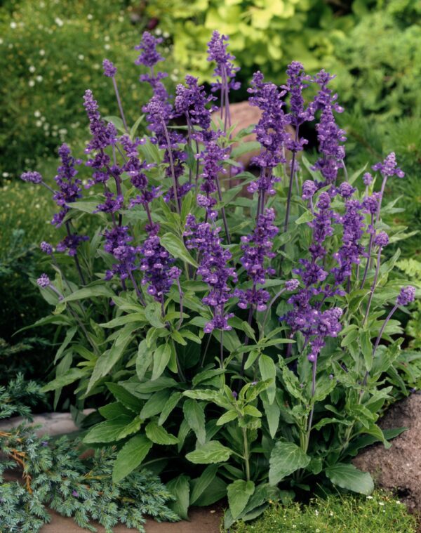 Salvia farinacea Evolution® Violet - Image 2