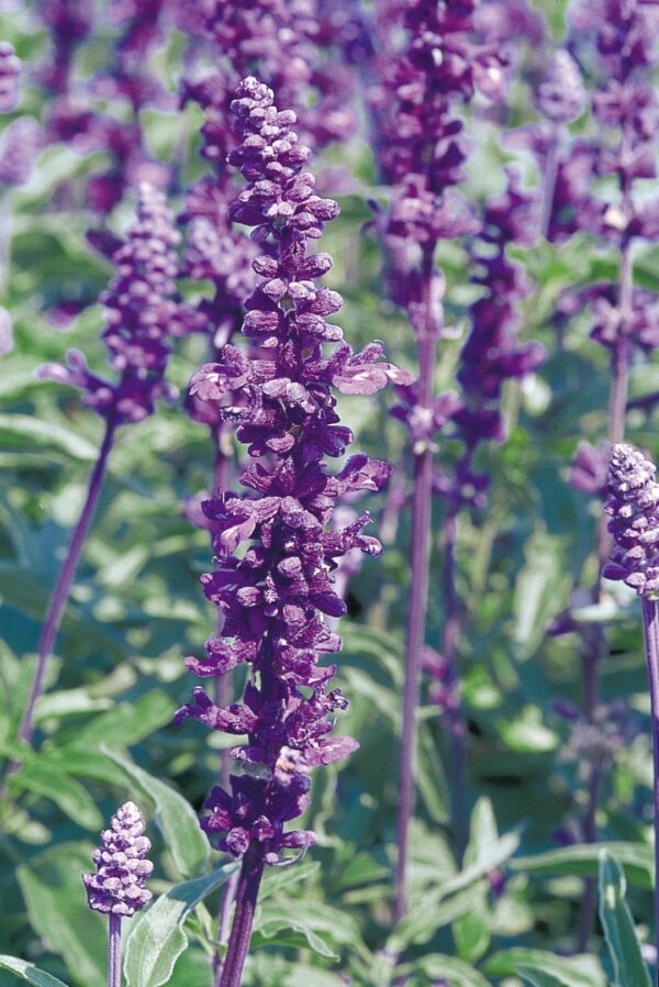 Salvia farinacea Evolution® Violet - Image 3