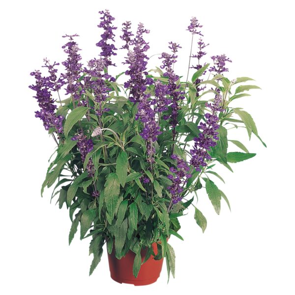 Salvia farinacea Evolution® Violet