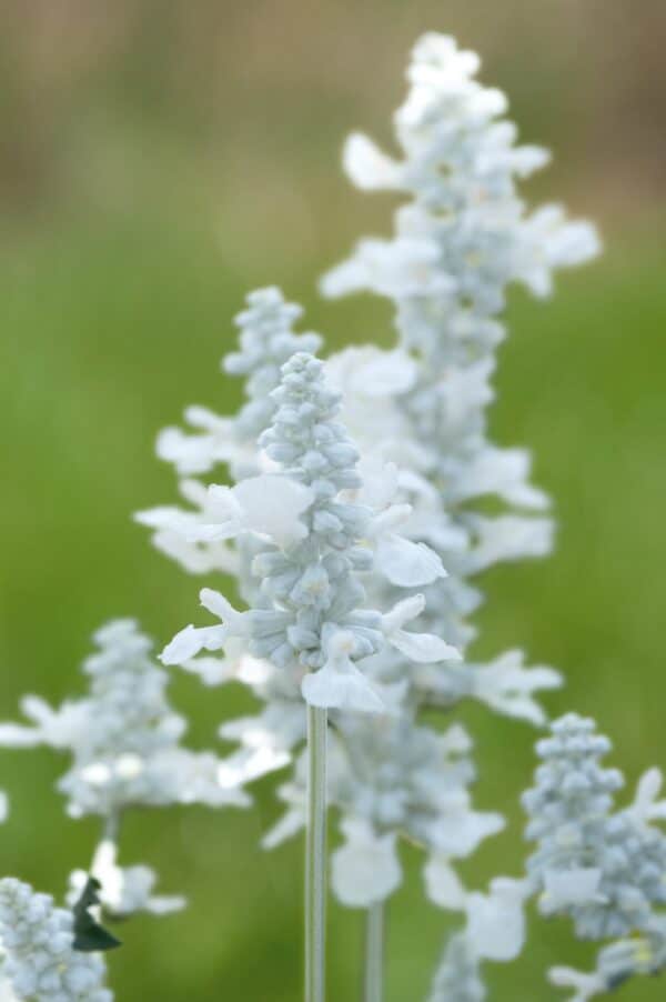 Salvia farinacea Evolution® White - Image 3