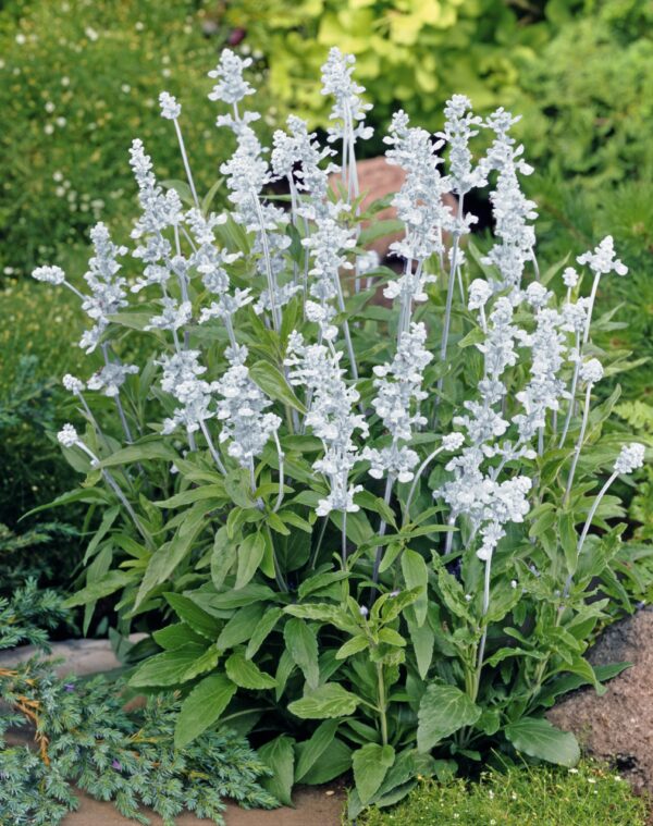 Salvia farinacea Evolution® White - Image 2