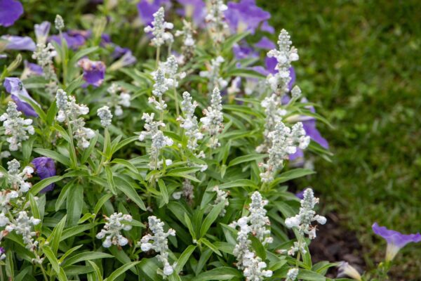 Salvia farinacea Evolution® White - Image 4