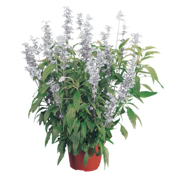 Salvia farinacea Evolution® White