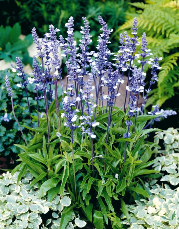 Salvia farinacea Fairy Queen