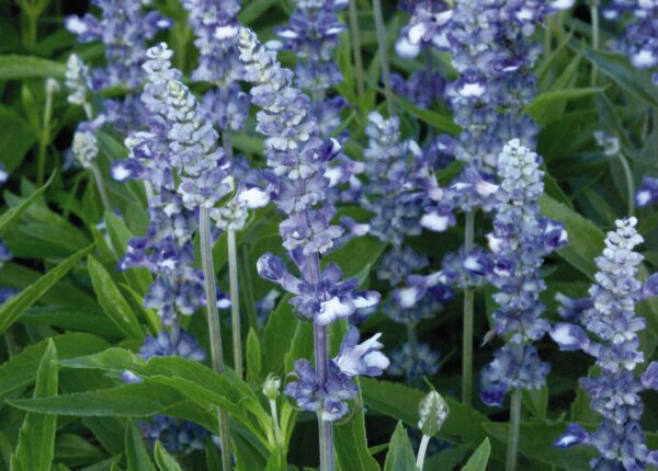 Salvia farinacea Fairy Queen - Image 4