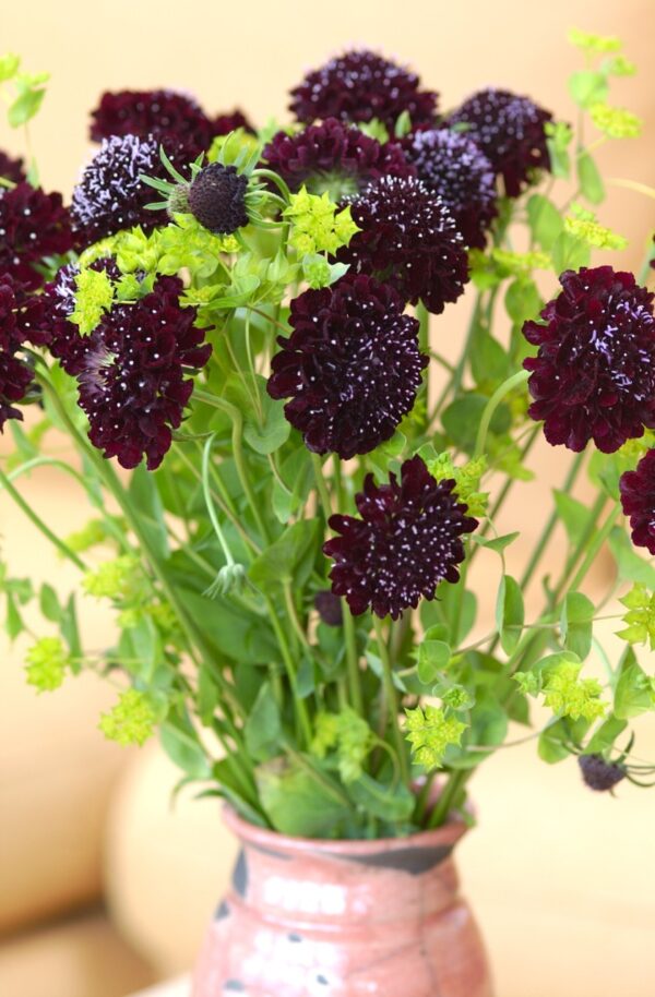 Scabiosa atropurpurea QIS Black Purple 1