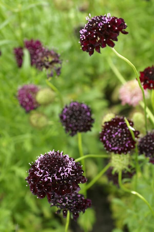 Scabiosa atropurpurea QIS Black Purple