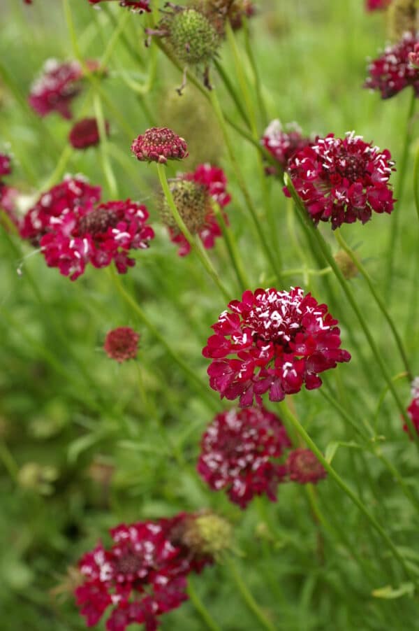 Scabiosa atropurpurea QIS Cherry Red 1