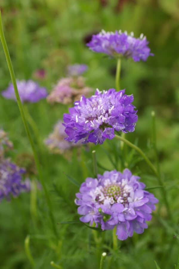 Scabiosa atropurpurea QIS Dark Blue