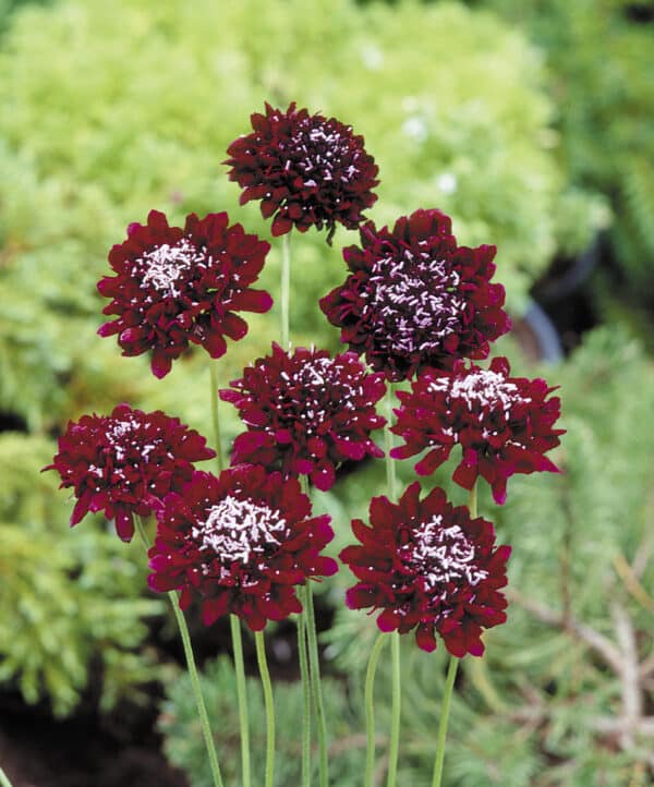 Scabiosa atropurpurea QIS Deep Red 1