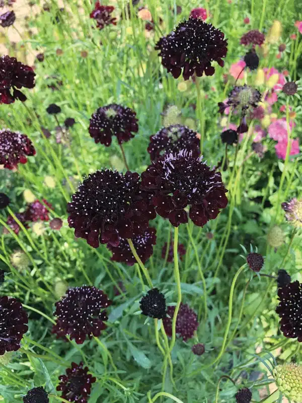 Scabiosa atropurpurea QIS Purple Black scaled