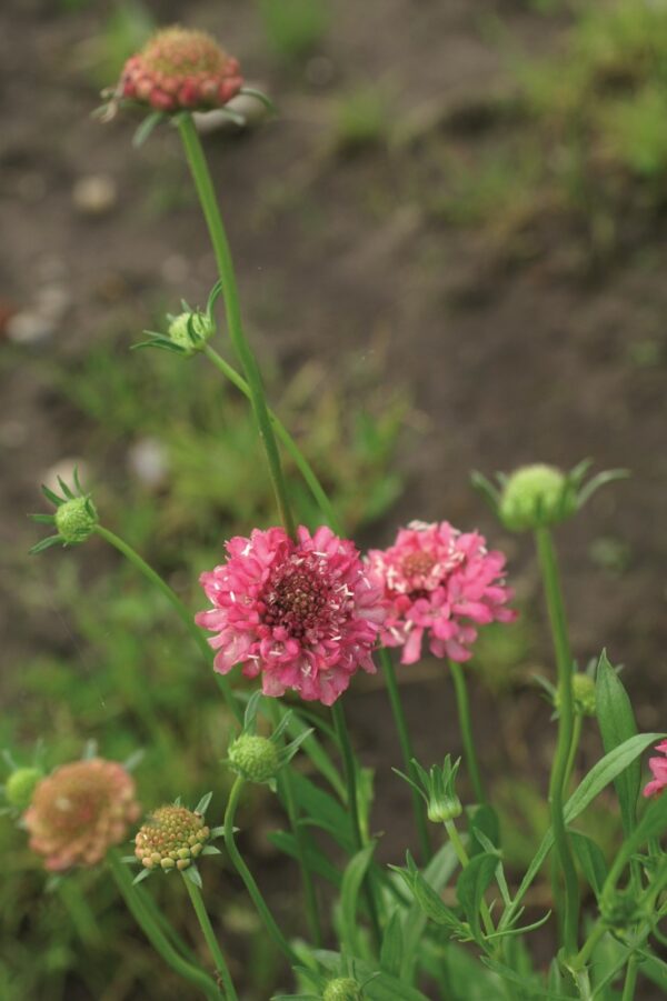 Scabiosa atropurpurea QIS Salmon Pink 1