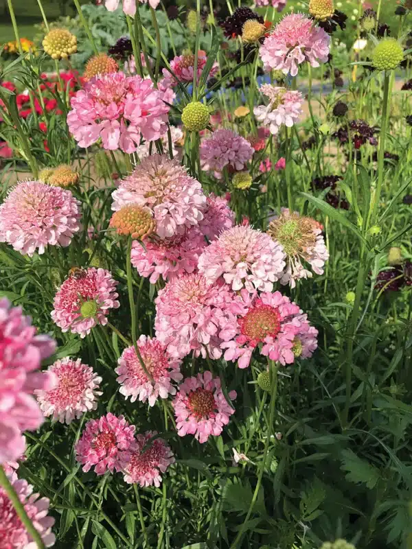 Scabiosa atropurpurea QIS Salmon Pink scaled