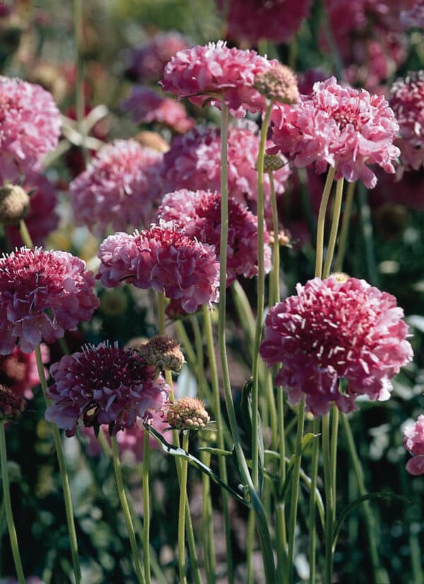 Scabiosa atropurpurea QIS Salmon Pink