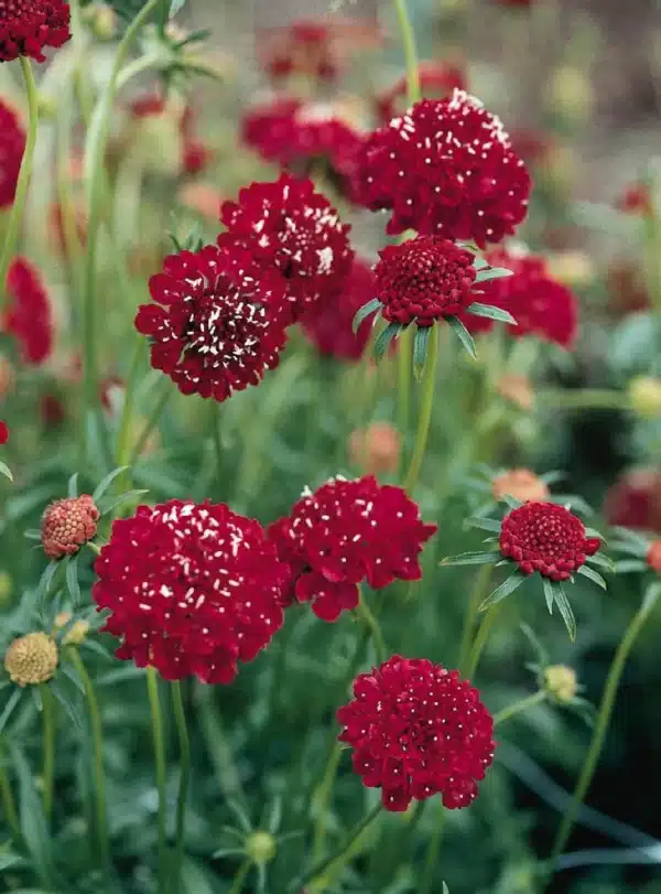 Scabiosa atropurpurea QIS Scarlet