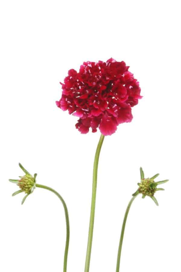 Scabiosa atropurpurea QIS Scarlet