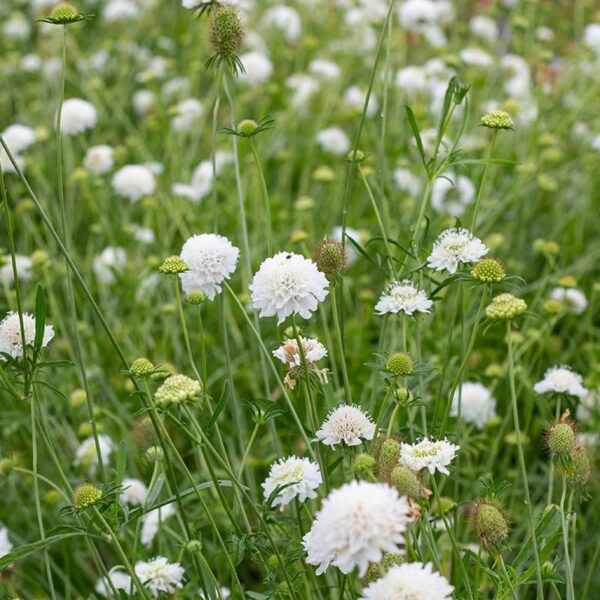 Scabiosa atropurpurea QIS White 1