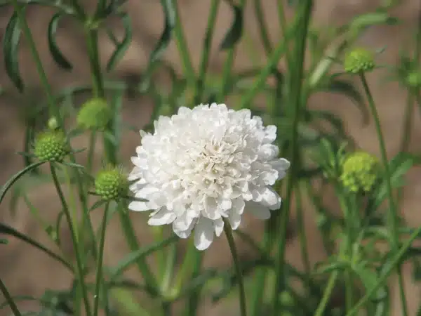 Scabiosa atropurpurea QIS White