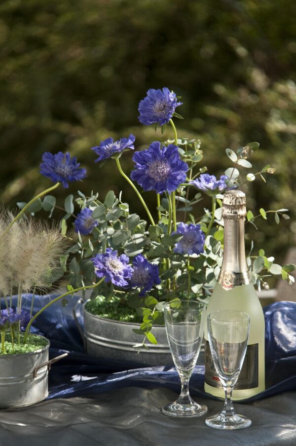 Scabiosa caucasica Fama® Deep Blue - Image 4