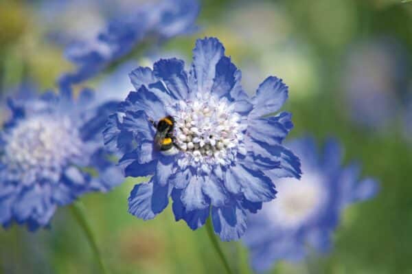 Scabiosa caucasica Fama Deep Blue 3