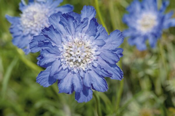 Scabiosa caucasica Fama Deep Blue 4