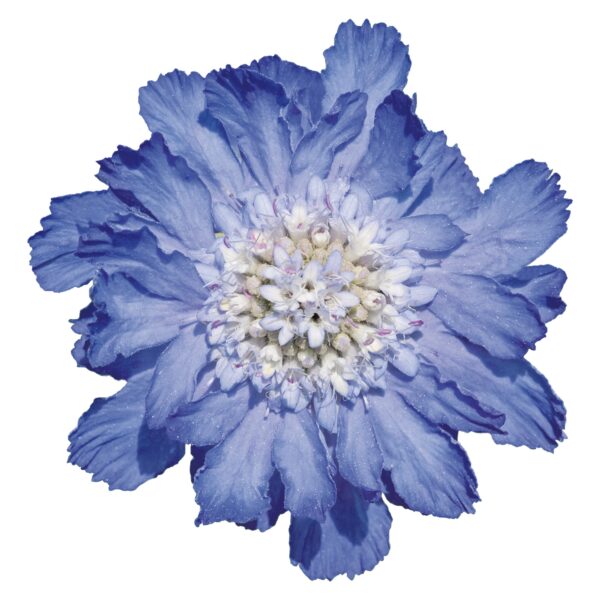 Scabiosa caucasica Fama® Deep Blue - Image 2