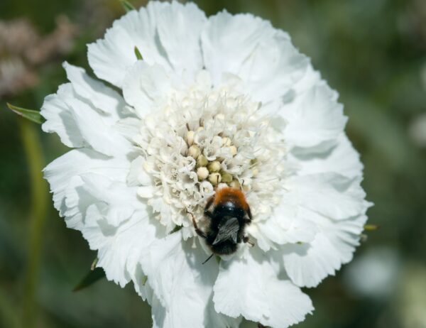 Scabiosa caucasica Fama White 1