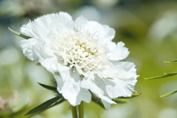 Scabiosa caucasica Fama White 3