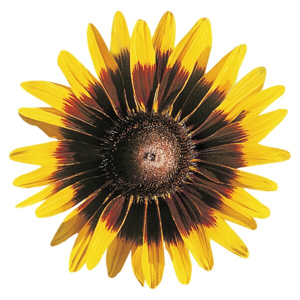 Rudbeckia hirta Sonora - Image 3