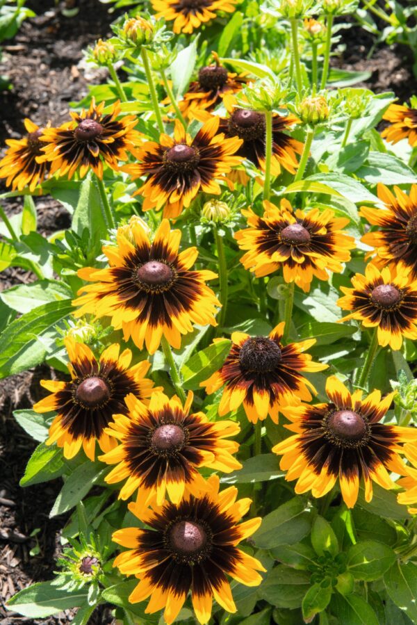 Rudbeckia hirta Sonora - Image 2